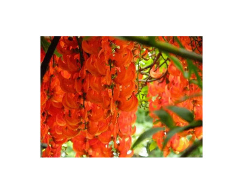 Giffarine Red Kwao Krua Capsules – Male Vitality (30 Caps)