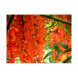 Giffarine Red Kwao Krua Capsules – Male Vitality (30 Caps)