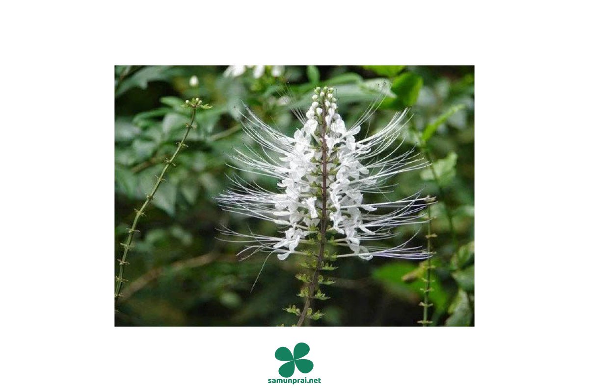 Cat Whiskers Plant for Healthy Kidneys | Worldwide Shipping