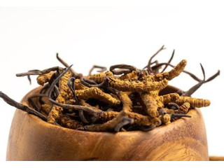 Cordyceps Sinensis: Traditional Uses, Benefits and Modern Research