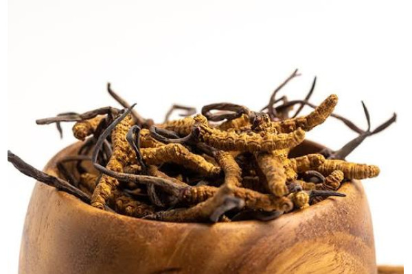 Cordyceps Sinensis: Traditional Uses, Benefits and Modern Research